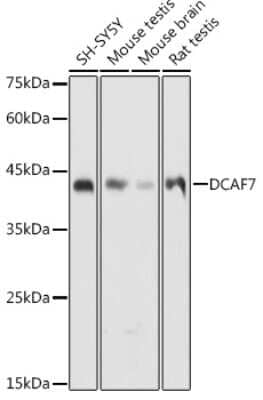 Western Blot: WDR68 AntibodyAzide and BSA Free [NBP2-95210]